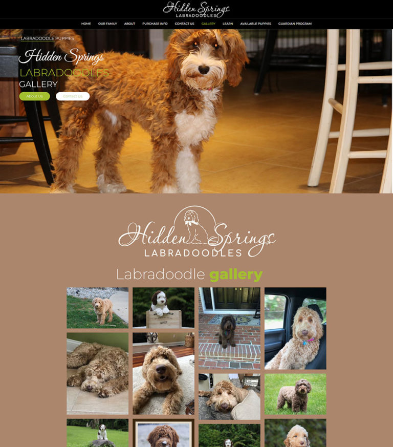 New Jersey Multimedia • Hidden Springs Labradoodles • Website Design